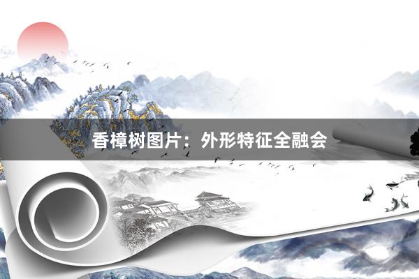 香樟树图片：外形特征全融会