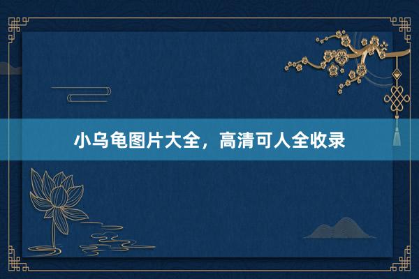 小乌龟图片大全，高清可人全收录